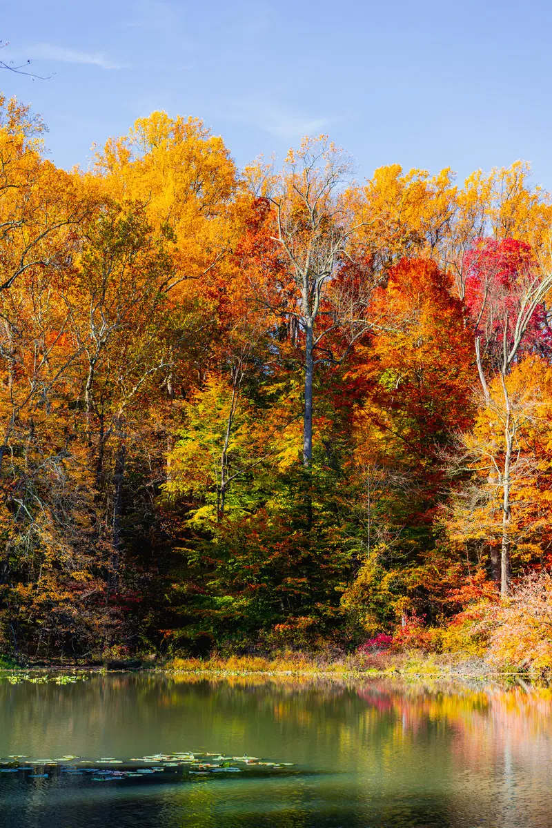 image of fall trees in red, yellow and green