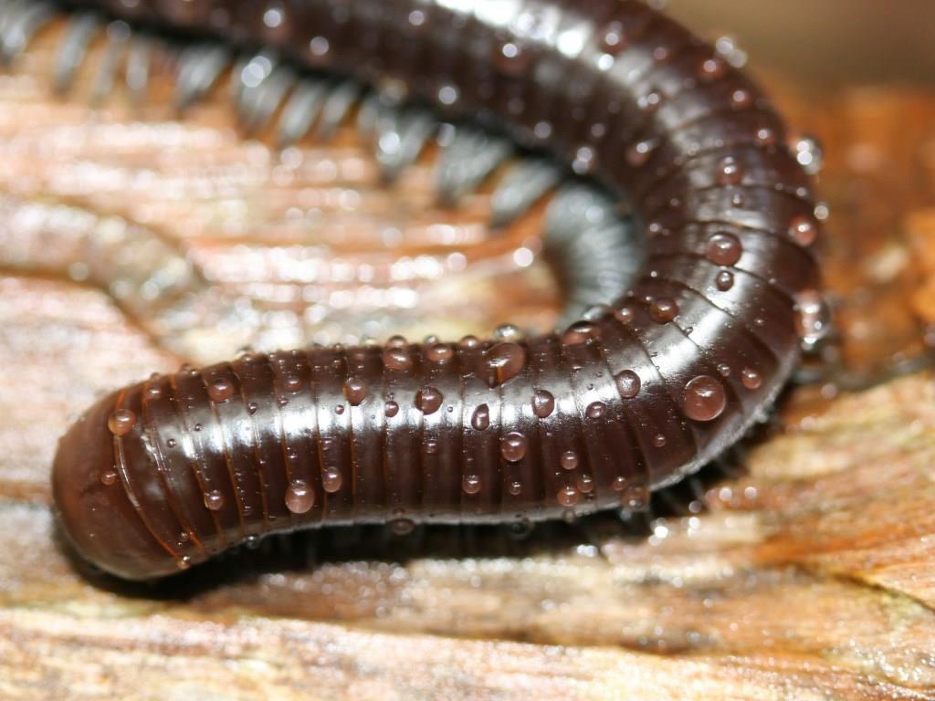 image of a worm