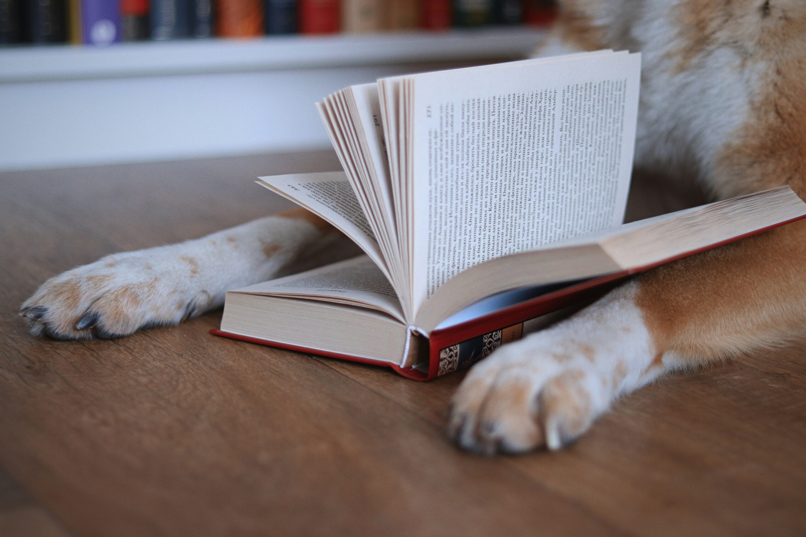 dog paws holding a book