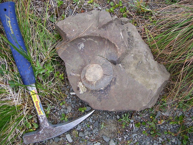 Picture of a hammer with a fossil.